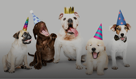 Pet Celebration