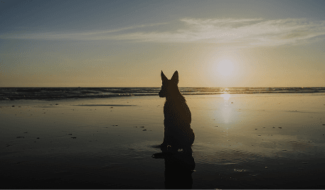 Pet Memorial